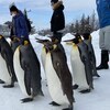 旭川市 旭山動物園