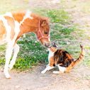 MyFarm AnimalPhoto byA