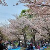 桜と蕎麦