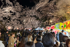 花見客が全国各地に分散?　高田城址公園観桜会の来場者は41万8000人　昨年よりわずか8000人の増加