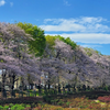 🌸🌳 与野公園で出会った「顔のある木」 ──満開の桜の下で、ひっそり佇む樹肌の面（きはだのめん）──