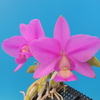 Cattleya nobilior