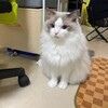 ふくちゃんとお留守番