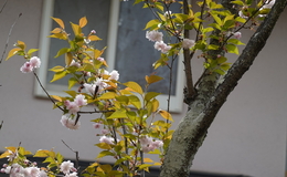 記事を見る