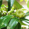 シキミ②　樒　Japanese star anise／Illicium anisatum