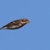 カシラダカ、飛翔写真・・・なのだろ～か？