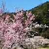 斐伊川堤防桜並木の桜は満開！（7）島根県雲南市木次町