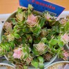 🌵多肉植物  新入り多肉さんの植え替え 茜の塔錦 他②🌵