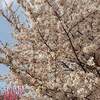 国営ひたち海浜公園 ひまわり 見頃時期は？