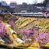 東急2020系（田園都市線用）甲種輸送と陽光桜