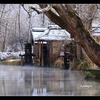 久々の【雪景色】　【白鳥】　