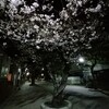 夜桜