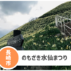 【のもざき水仙まつり】今年も開催！寒さに負けず見に行くべき冬の風物詩。