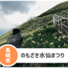 【のもざき水仙まつり】今年も開催中！寒さに負けず見に行くべき冬の風物詩。