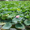 蓮華寺公園　藤枝市に行ってきました。