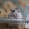 【ハムスター多め】毎月なにかしよう企画7月〜断捨離とハムちゃんズと畑〜