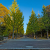 洞峰公園の銀杏～つくば市とその周辺の風景写真案内（１３３５） 