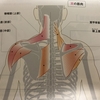 肩ってどんな筋肉があるの？？鍛えたらどんなメリットが？？筋トレの種目は？？