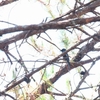 ハイイロオウチュウ Ashy Drongo