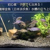 初心者・子供でも出来る！超簡単金魚（日本淡水魚）水槽の作り方