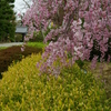 智積院の桜  2