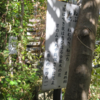 万葉集の世界に飛び込もう（その３２５４）―万葉一日一葉　国分寺万葉庭園（１２２）―ねぶ