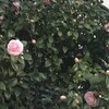 椿