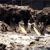 世界ペンギンの日