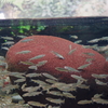 アユ Plecoglossus altivelis altivelis