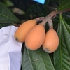 ひわ 