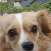 短くね！
