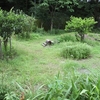 雨の合間に草刈