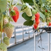 数年ぶりのいちご狩り🍓【江間いちご狩りセンター】