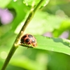 📷Z 6II ＋エクステンションチューブで接写撮影🐞