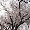 麦野公園の桜