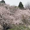 桜　VII