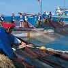 鞆の浦 観光鯛網