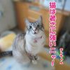 猫は暑さに強いニャ！