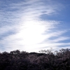 伊那市　桜前線第弐陣～高遠城址公園　高遠湖周辺も含め桜が満開！