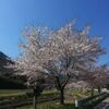 篠山の桜