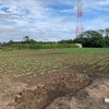 大雨と風のあと