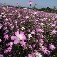 【鼻高展望花の丘】５月１８日開花状況・ムギナデシコ＆ポピーが見頃、ネモフィラは・・