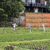 秋の神代植物公園の花々と蝶々