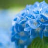 初夏の風物詩あじさいを撮ってきました[神戸市立森林植物園]