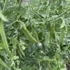 畑の作物の近況　スナップエンドウが旬、とろろ芋も順調に成長中！