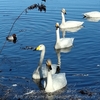 池花池の白鳥たち・２月上旬・・