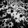 flowers 001