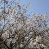 桜・お花見！ドライブに最適お花見スポット【佐賀県唐津　鏡山】