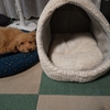 犬の寒さ対策にかまくらベッドを買ったのに犬が新しいベッドに入らない
