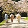 なつかしの散歩旅：世羅甲山ふれあいの里・桜祭り ②（広島県世羅郡世羅町）